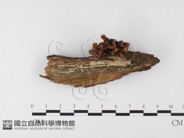 小菇屬藏品圖，第3張