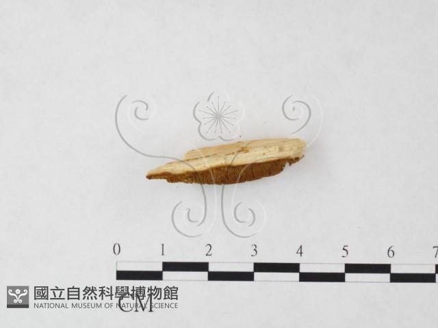 登錄號:F0006117藏品圖，第3張