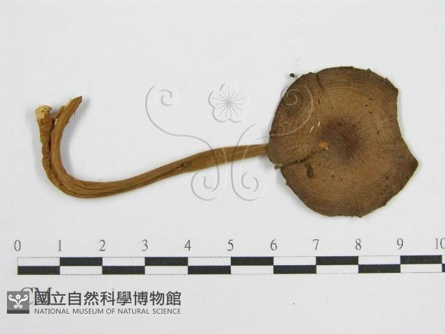 登錄號:F0016117藏品圖，第3張