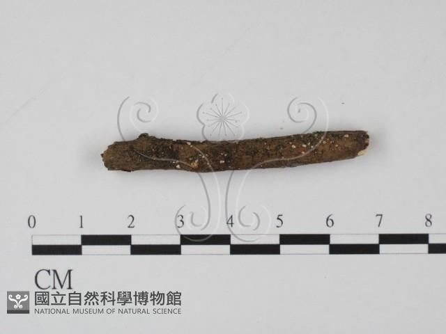 登錄號:F0001117藏品圖，第3張