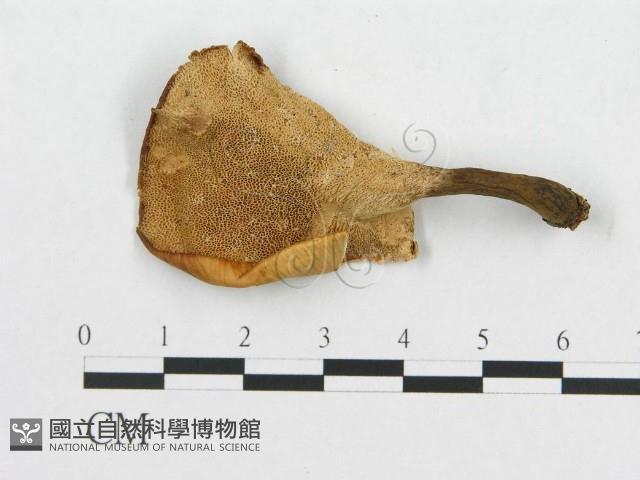 登錄號:F0014117藏品圖，第3張
