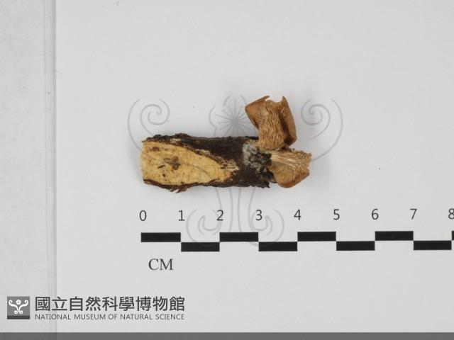 登錄號:F0032117藏品圖，第3張