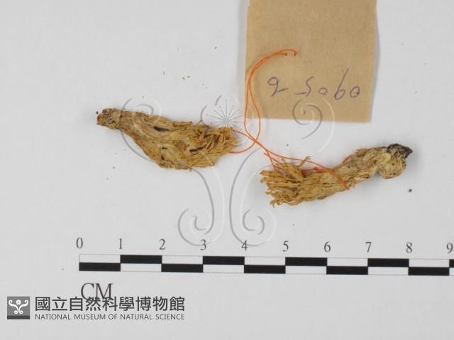 登錄號:F0017117藏品圖，第3張