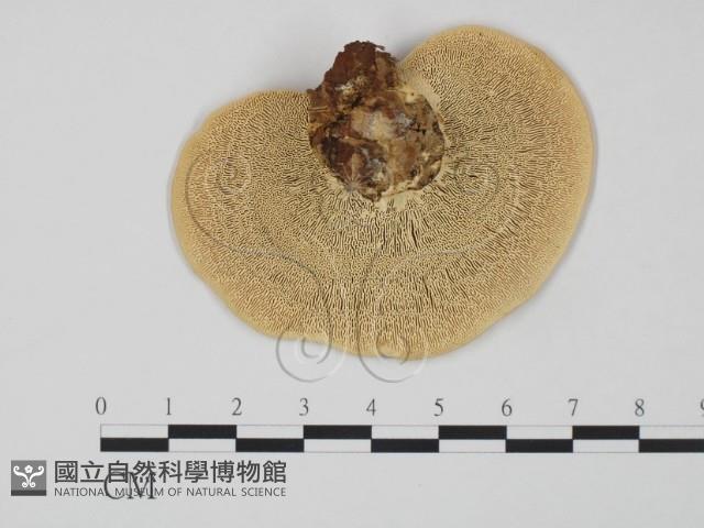 登錄號:F0015117藏品圖，第3張