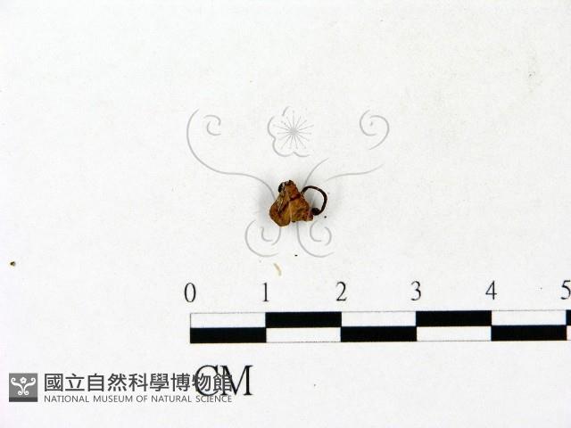 登錄號:F0023117藏品圖，第3張