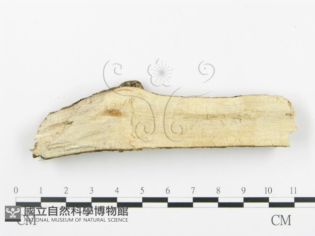 登錄號:F0003117藏品圖，第3張