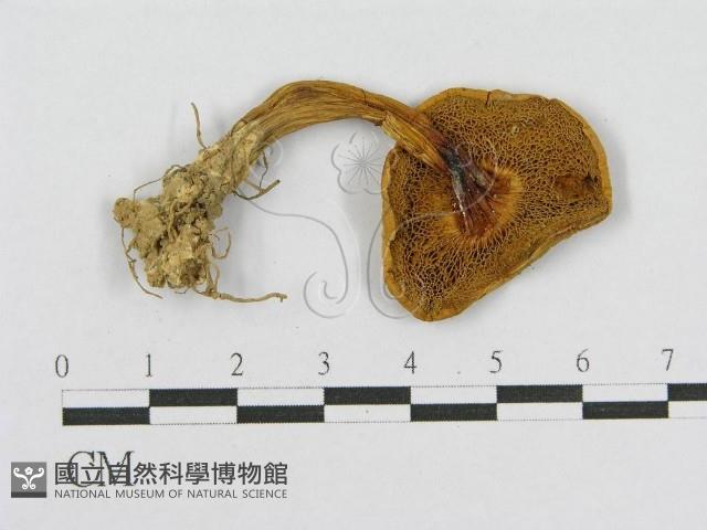 登錄號:F0013117藏品圖，第3張