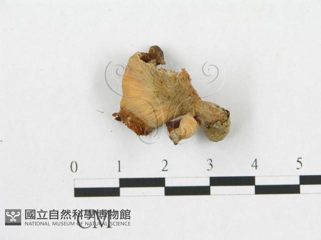 多孔菌屬藏品圖，第3張