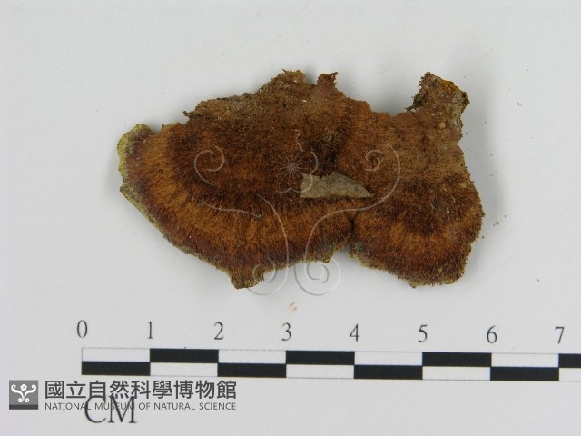 纖孔菌屬藏品圖，第3張
