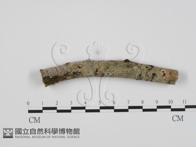 登錄號:F0021017藏品圖，第3張