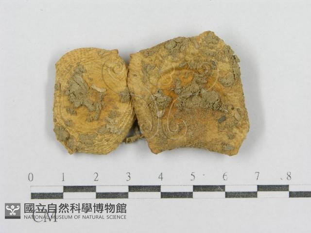 紅菇屬藏品圖，第3張
