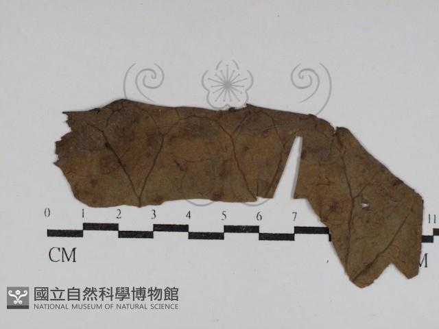 登錄號:F0031017藏品圖，第1張