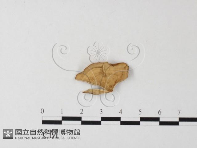 韌革菌屬藏品圖，第3張