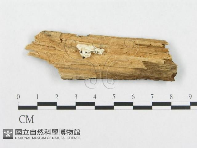 登錄號:F0014017藏品圖，第3張