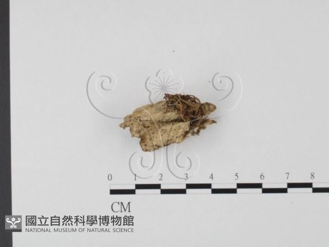 登錄號:F0012017藏品圖，第3張