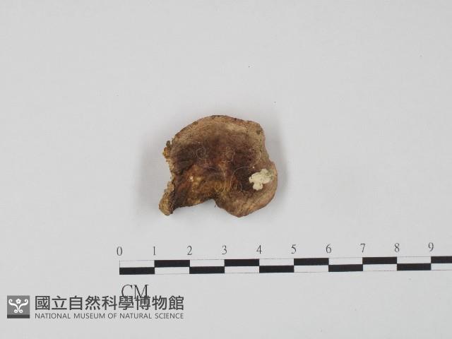 紅菇屬藏品圖，第3張