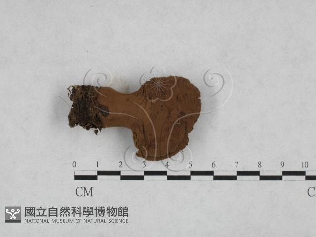 禿馬勃屬藏品圖，第3張