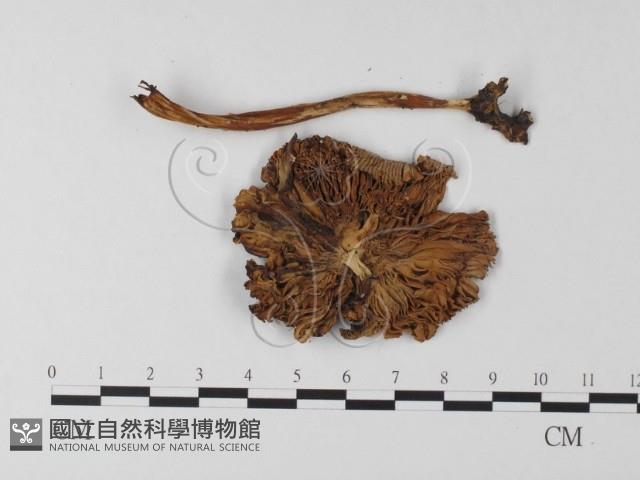 登錄號:F0023017藏品圖，第3張