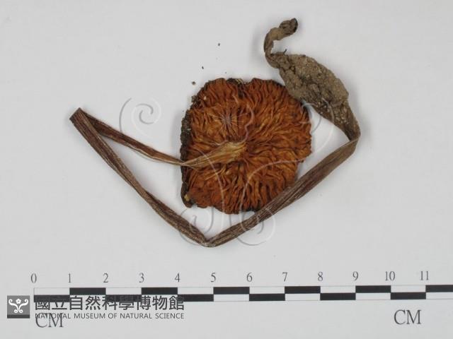 登錄號:F0013017藏品圖，第3張