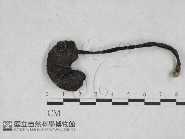 登錄號:F0028317藏品圖，第3張