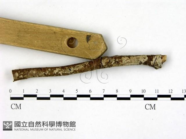 刺皮菌屬藏品圖，第3張