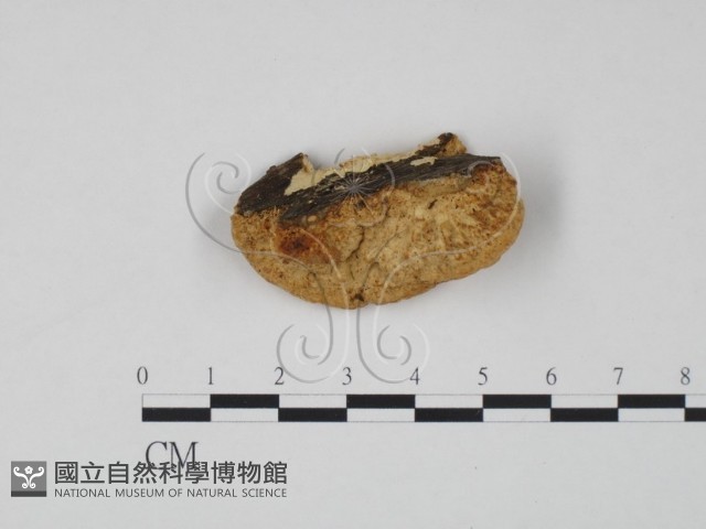 登錄號:F0006317藏品圖，第3張