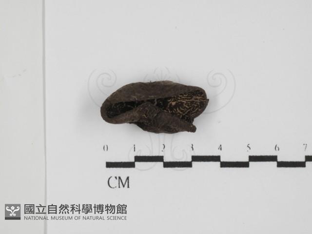 登錄號:F0011317藏品圖，第3張