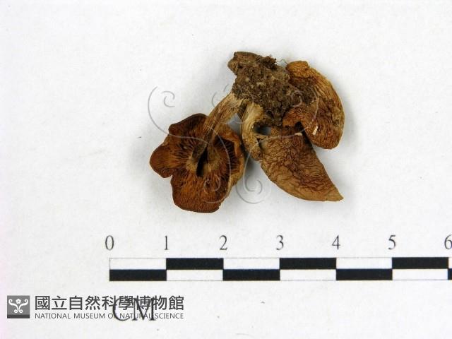 登錄號:F0014317藏品圖，第3張