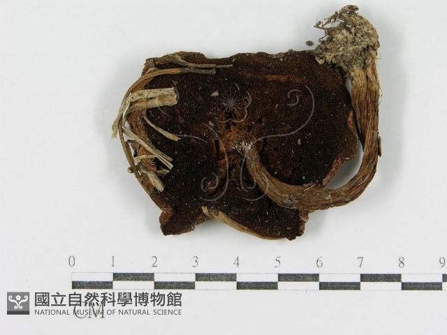 登錄號:F0002317藏品圖，第3張