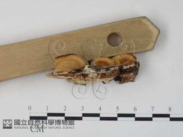 登錄號:F0007317藏品圖，第3張