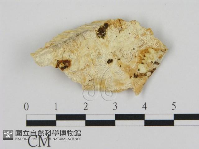 登錄號:F0017317藏品圖，第3張