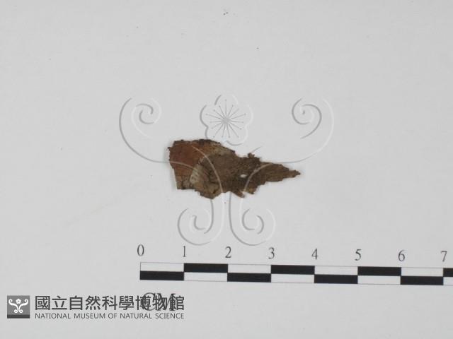登錄號:F0015317藏品圖，第3張