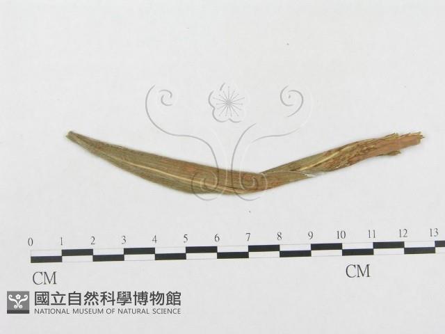 館號:F0019317藏品圖，第1張