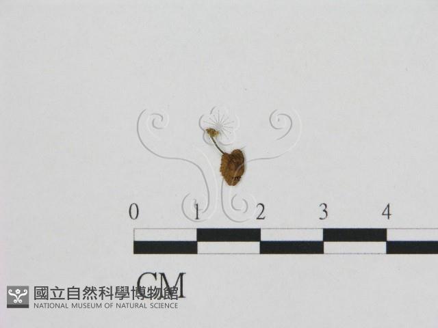 小皮傘屬藏品圖，第3張