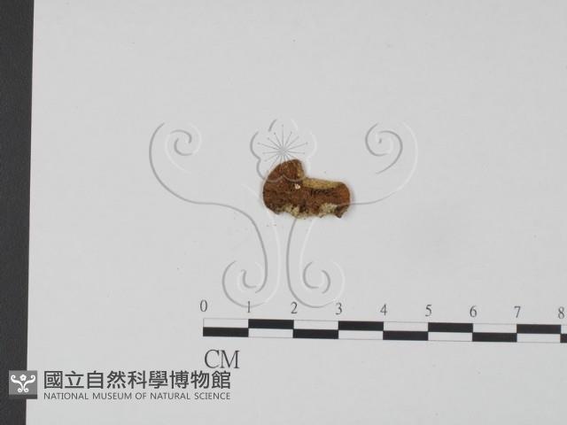 登錄號:F0013317藏品圖，第3張