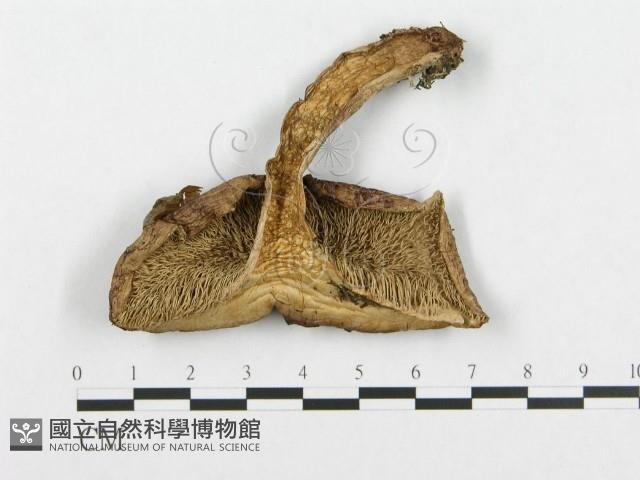 登錄號:F0008257藏品圖，第3張