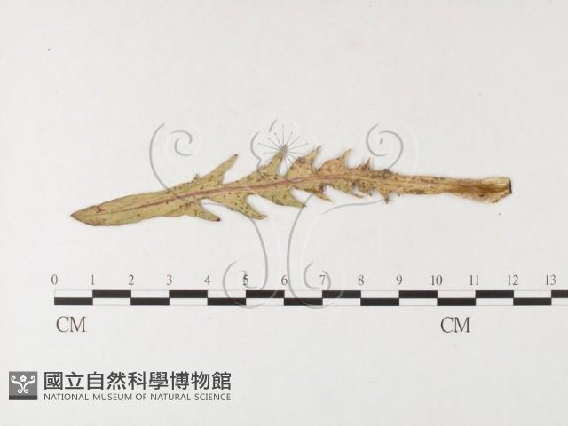 登錄號:F0026257藏品圖，第1張