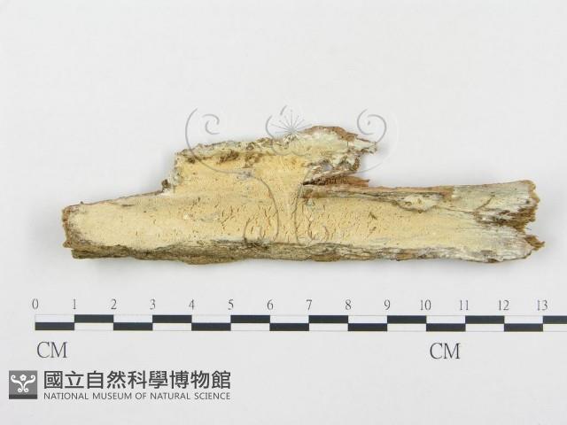 登錄號:F0001257藏品圖，第1張