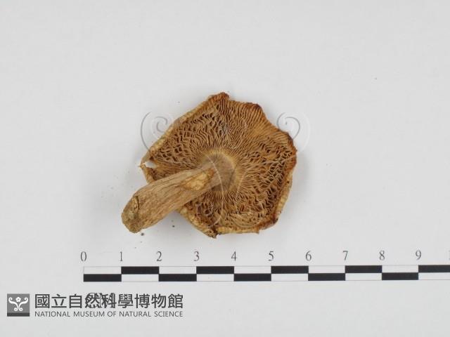 登錄號:F0024257藏品圖，第3張