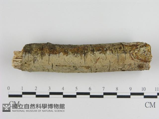 刺皮菌屬藏品圖，第3張