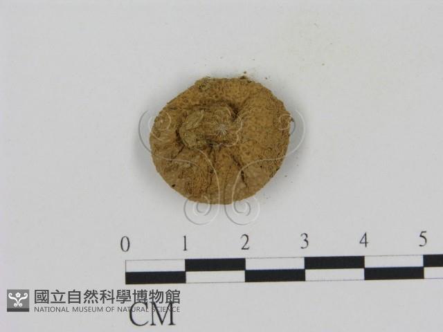 登錄號:F0014257藏品圖，第3張