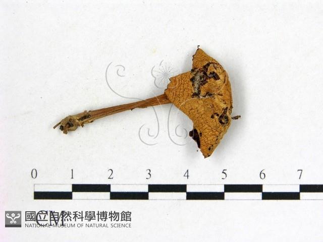 登錄號:F0022257藏品圖，第3張