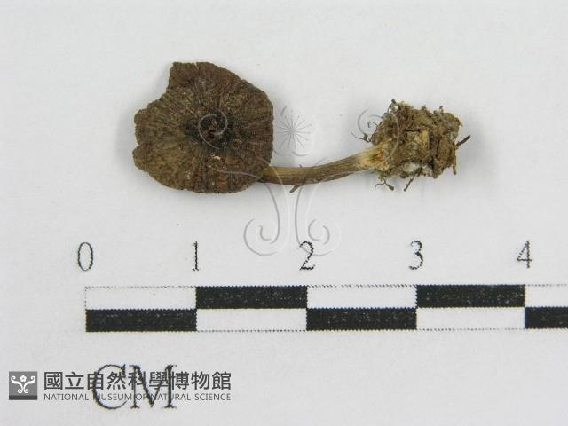 粉褶菌屬藏品圖，第3張