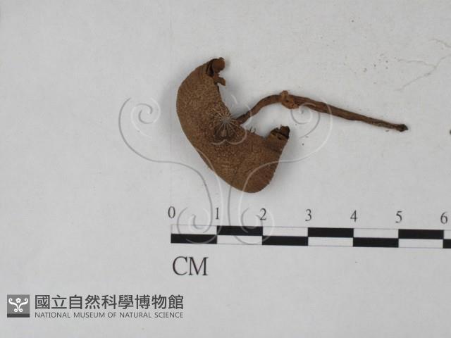 登錄號:F0027257藏品圖，第3張