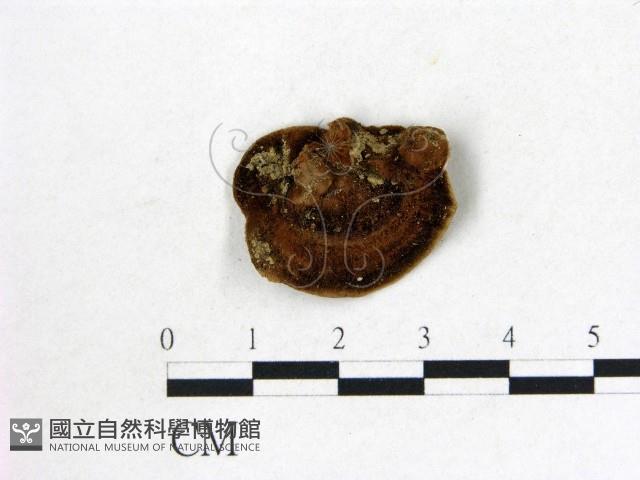 登錄號:F0005257藏品圖，第3張