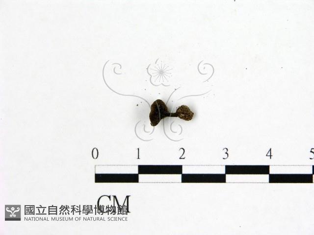 登錄號:F0015257藏品圖，第3張