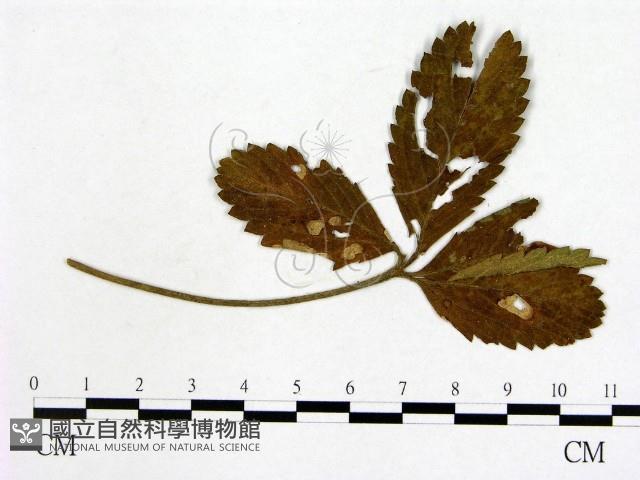 登錄號:F0019257藏品圖，第3張
