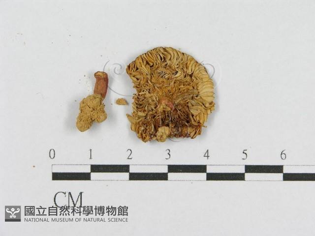 登錄號:F0013257藏品圖，第3張
