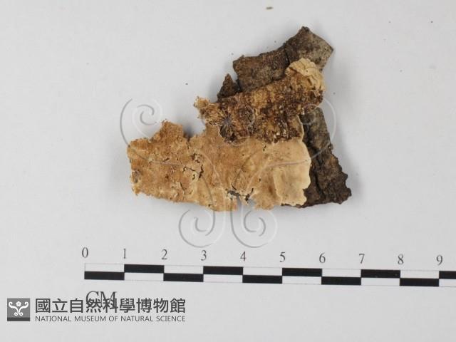 登錄號:F0008857藏品圖，第3張