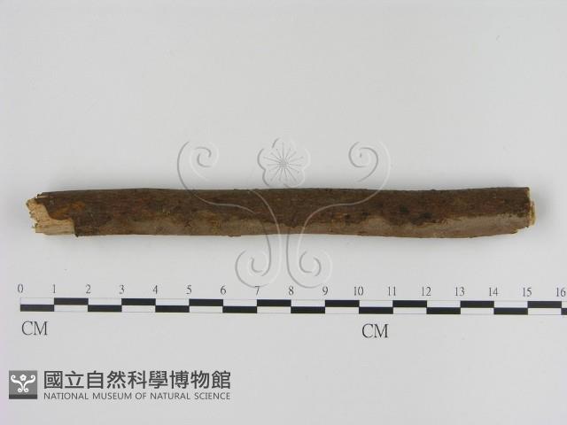 刺革菌屬藏品圖，第3張